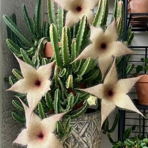 Star-Shaped Succulent with Green Foliage